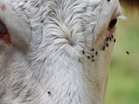 Farmer fined for not TB testing his cattle for 18 months