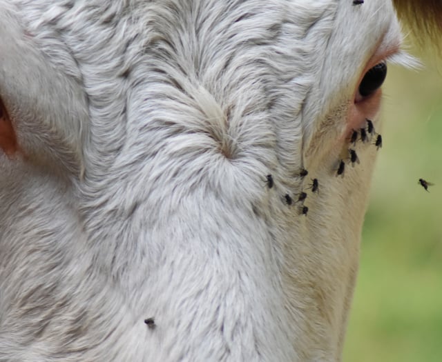Farmer fined for not TB testing his cattle for 18 months