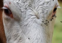 Farmer fined for not TB testing his cattle for 18 months