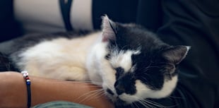 Puss in books? Meet the cat running Aberystwyth Library on a tight paw
