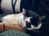 Puss in books? Meet the cat running Aberystwyth Library on a tight paw