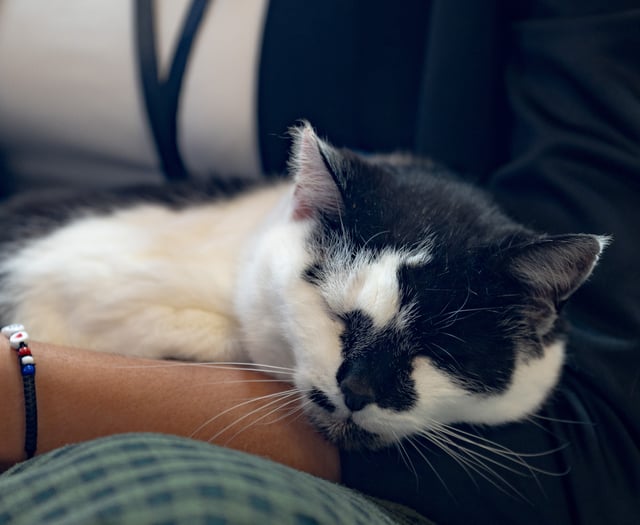 Puss in books? Meet the cat running Aberystwyth Library on a tight paw