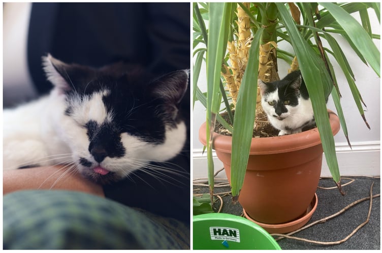 Tebot doing her duties of lap (and plant?) warming