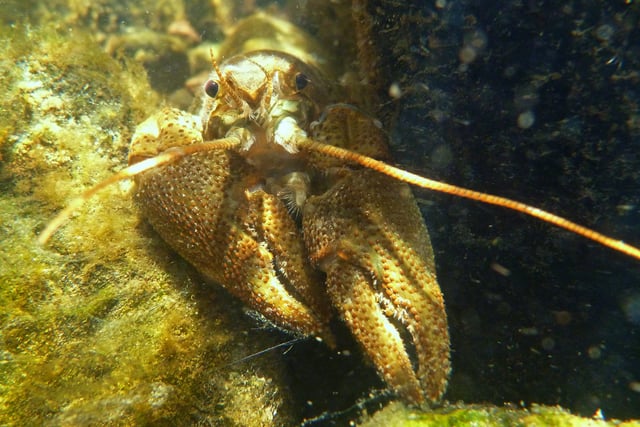 A Wales wide conservation effort to save native crayfish