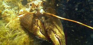 A Wales wide conservation effort to save native crayfish
