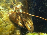 A Wales wide conservation effort to save native crayfish