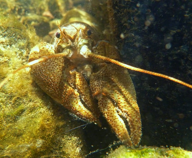 A Wales wide conservation effort to save native crayfish