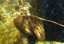 From the edge of extinction: A Wales wide conservation effort to save native crayfish