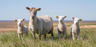 Nine lambs killed in suspected dog attack