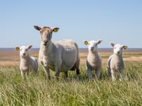 Nine lambs killed in suspected dog attack