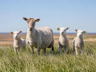 Nine lambs killed in suspected dog attack
