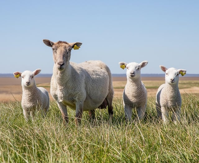 Nine lambs killed in suspected dog attack