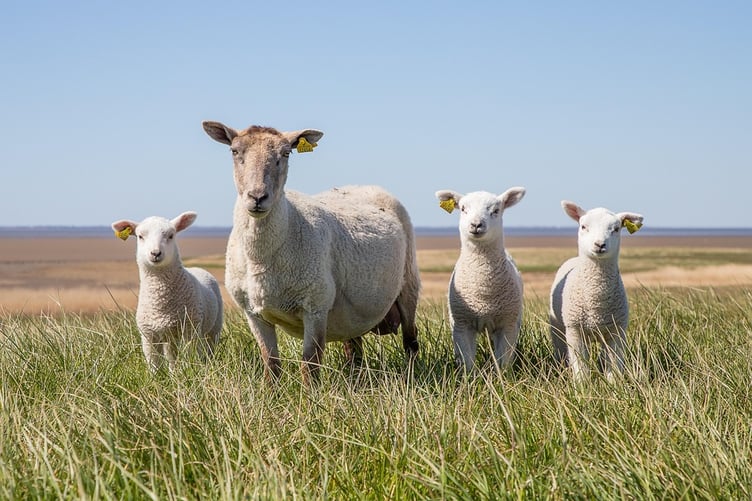 Dyfed-Powys Police are investigating a livestock worrying incident reported in the Llanddowror area, where a dog reportedly attacked or chased livestock, posing dangers to animals and road safety.