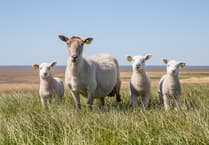 Nine lambs killed in suspected dog attack