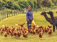 Small-holding owner speaks of 'devastation' over bird flu outbreak