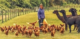 Small-holding owner speaks of 'devastation' over bird flu outbreak