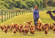 Pembrokeshire small-holding owner speaks of 'devastation' over bird flu outbreak