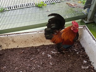 RSPCA issues urgent guidance as avian flu strikes Pembrokeshire