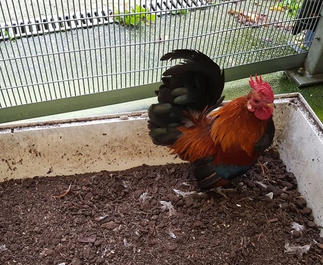 RSPCA issues urgent guidance as avian flu strikes Pembrokeshire
