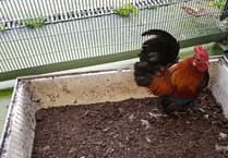 RSPCA issues urgent guidance as avian flu strikes Pembrokeshire