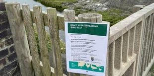 Dog walkers asked to keep pets on leads on Aberystwyth beach