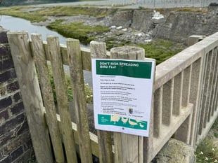 Dog walkers asked to keep pets on leads on Aberystwyth beach