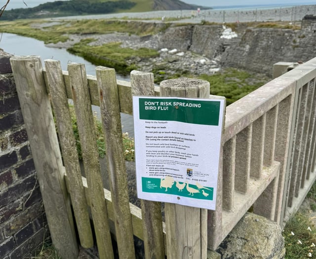Dog walkers asked to keep pets on leads on Aberystwyth beach