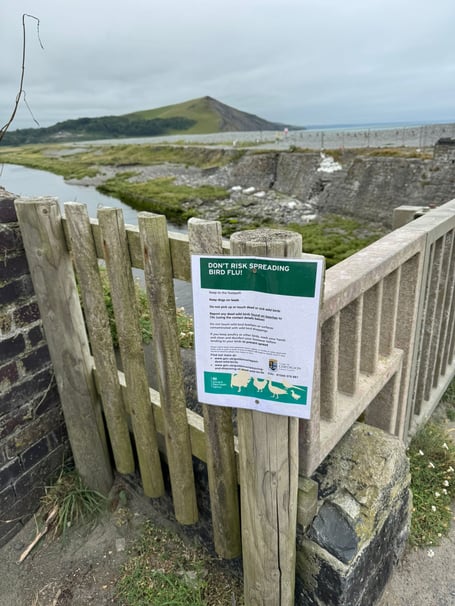 Tanybwlch bird flu