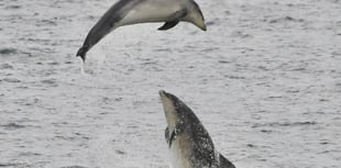 New Quay charity launches new dolphin and whale watch