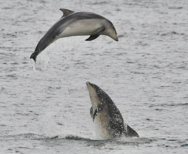 New Quay charity launches new dolphin and whale watch