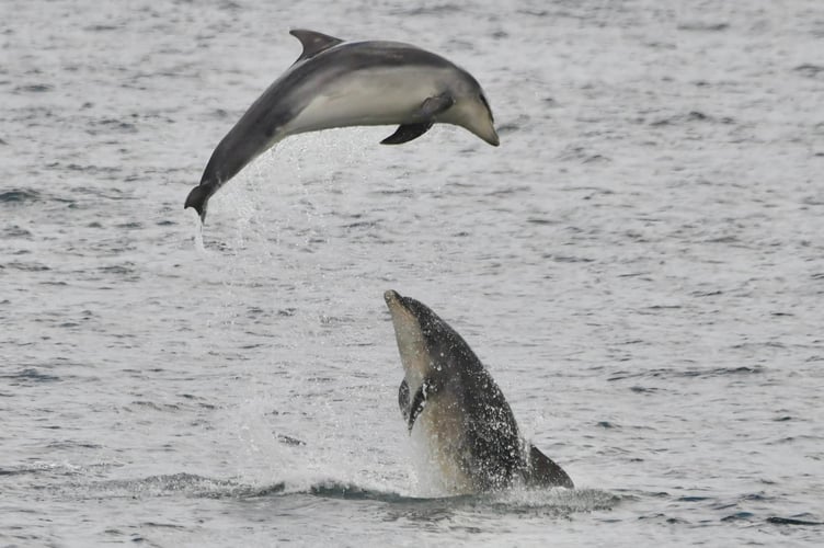 Dolphins