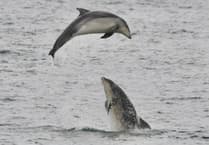 New Quay charity launches new dolphin and whale watch