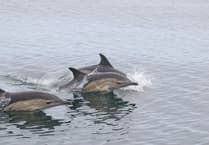 Quiz your Senedd candidates at Cardigan environment hustings next week