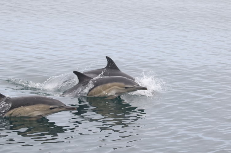 common dolphins