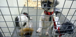 Rise in animal cruelty calls to the RSPCA in Wales