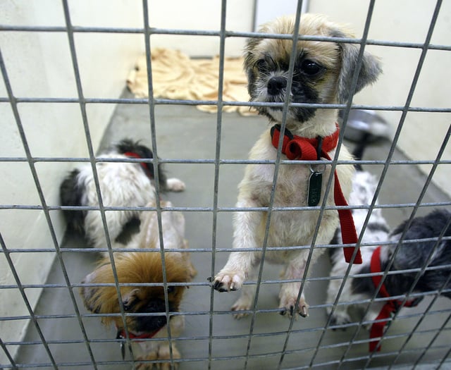 Rise in animal cruelty calls to the RSPCA in Wales