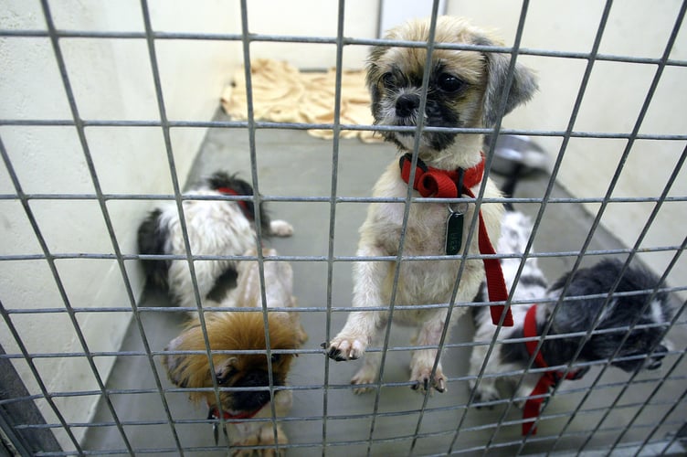 Dogs held in a pound, at the RSPCA rescue centre in Great Ayton, Cleveland,  after the dogs were removed from the home of a couple, in Lancashire. The haul of dogs, included shih-tzus, dachshunds, lhasa apsos, bearded collies, corgis, chihuahuas, poodles, pekinese and Yorkshire terriers. RSPCA officers rescued 244 dogs, 16 parrots, seven cats, a rabbit and a chinchilla from the  three-bedroom house.  *07/10/03: The RSPCA launched an emergency appeal to find homes for 269 animals the charity found crammed into a three-bedroom home. Following a tip-off about a middle-aged couple living in Carnforth, Lancashire, officials raided the home last month. 