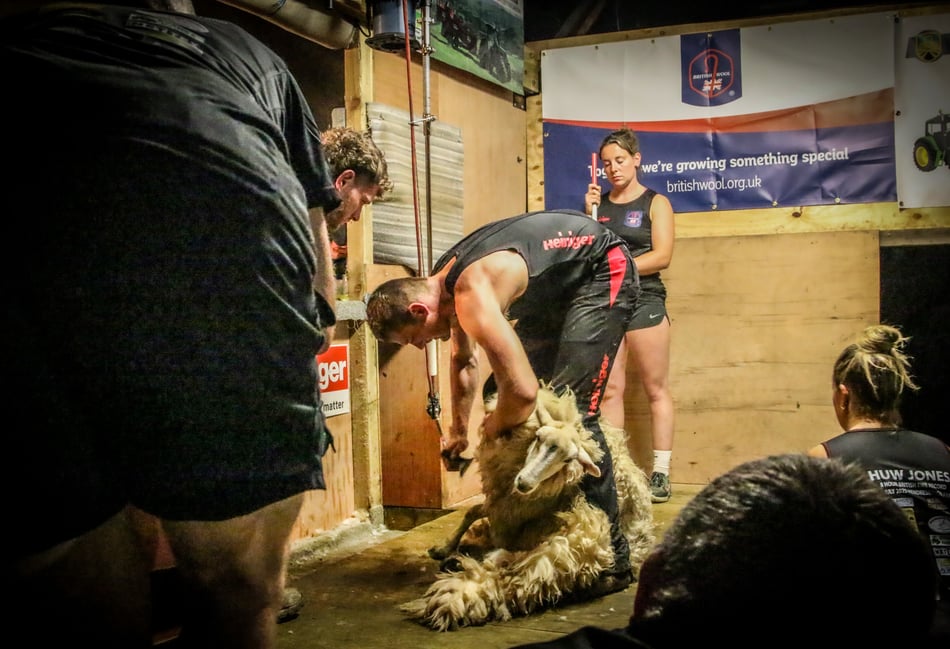 Shear Brilliance: Huw achieves a new British shearing record