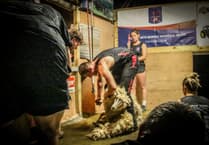 Shear Brilliance: Huw achieves a new British shearing record
