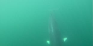 Minke whales spotted in Cardigan Bay