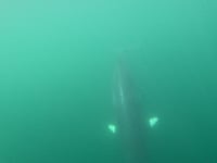 Minke whales spotted in Cardigan Bay