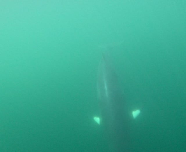 Minke whales spotted in Cardigan Bay