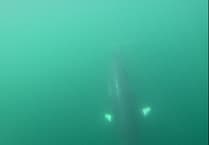 Minke whales spotted in Cardigan Bay