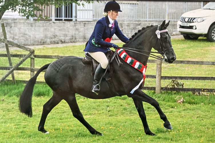 Aberaeron Santillana Valentina was Overall Supreme Ridden Champion and Overall Reserve Supreme of the Show at the Carmarthenshire Welsh Pony and Cob Association summer show