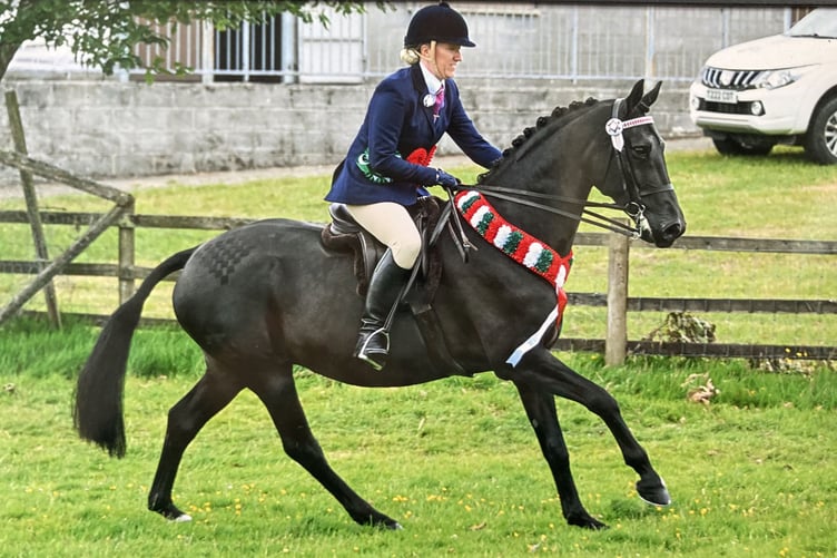 Aberaeron Santillana Valentina was Overall Supreme Ridden Champion and Overall Reserve Supreme of the Show at the Carmarthenshire Welsh Pony and Cob Association summer show