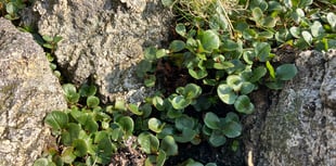 Hunting for Wales’ missing wild plants including world’s smallest tree