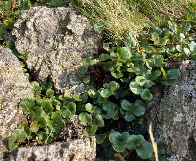 Hunting for Wales’ missing wild plants including world’s smallest tree