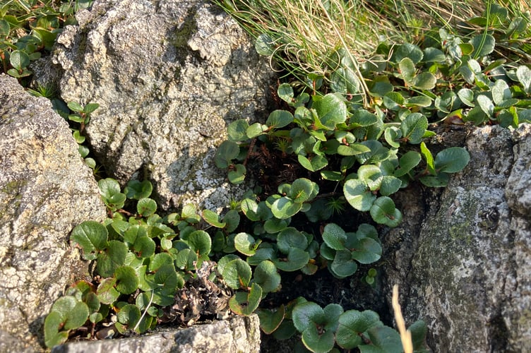 Dwarf Willow