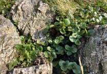 Hunting for Wales’ missing wild plants including world’s smallest tree