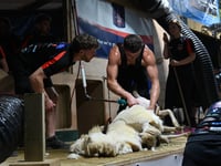 Gethin and Llyr smash British shearing record